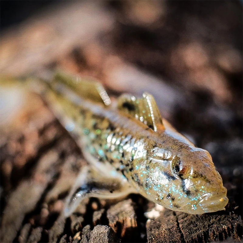 Westin Gunnar The Goby RTF